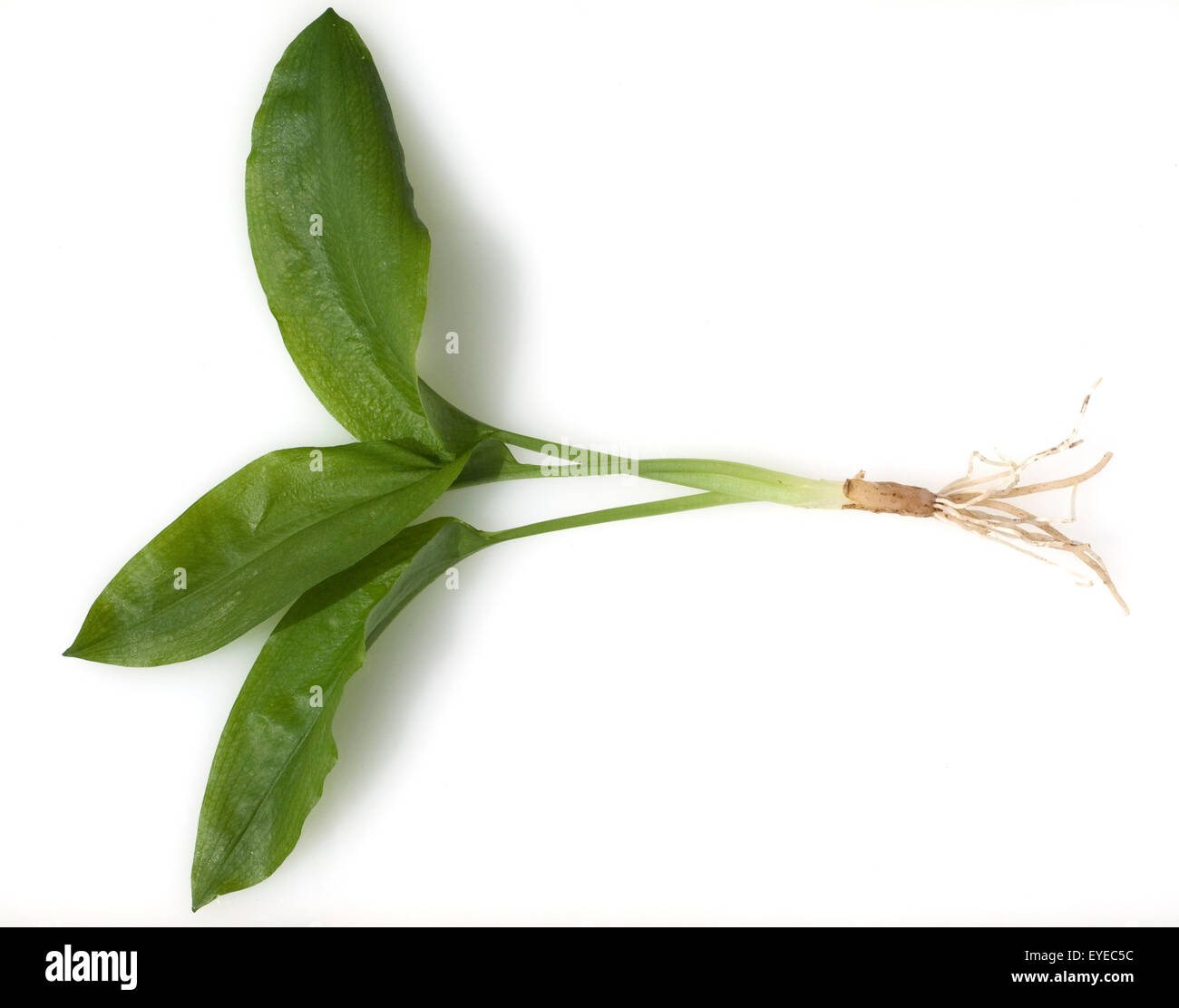 Baerlauch; Allium ursinum;; Foto Stock