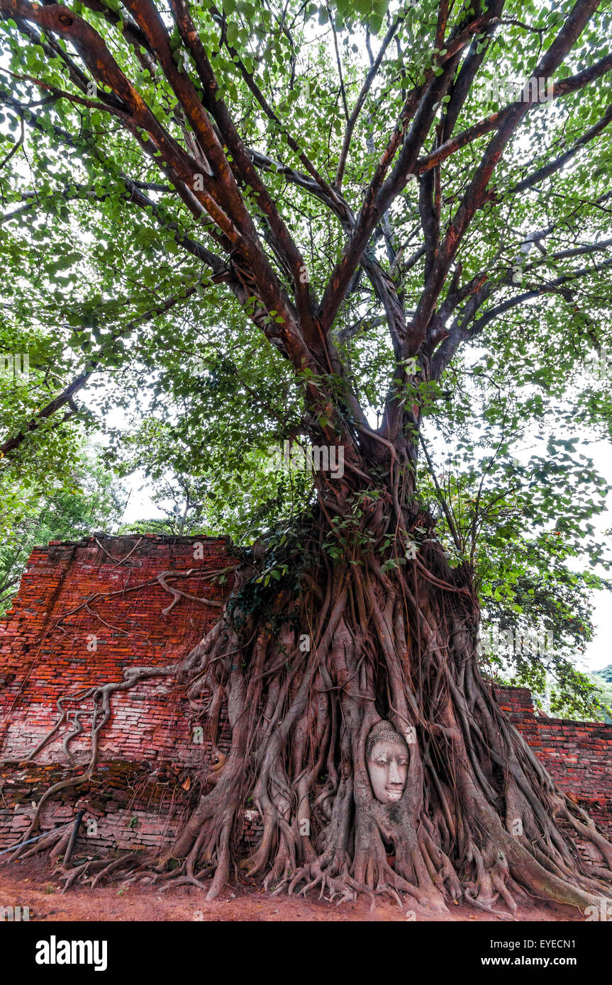 Testa di Buddha antico circondato da radici di un albero di Wat Mahatat in Ayuttaya, Thailandia Foto Stock