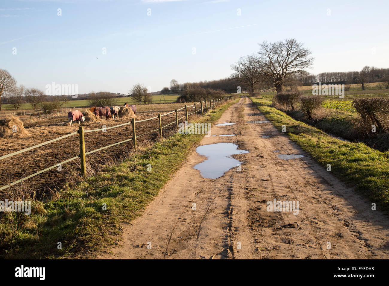 Paese tranquillo lane Sutton, Suffolk, Inghilterra, Regno Unito Foto Stock