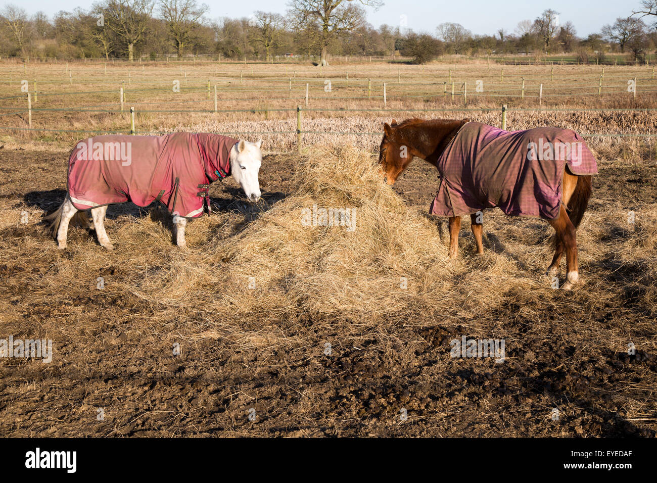 Cavalli mangiare fieno in inverno, Sutton, Suffolk, Inghilterra, Regno Unito Foto Stock