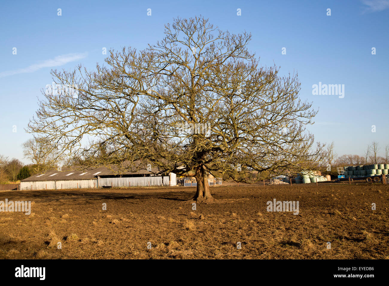 Sfrondato grande albero a foglie decidue in inverno Sutton, Suffolk, Inghilterra, Regno Unito Foto Stock