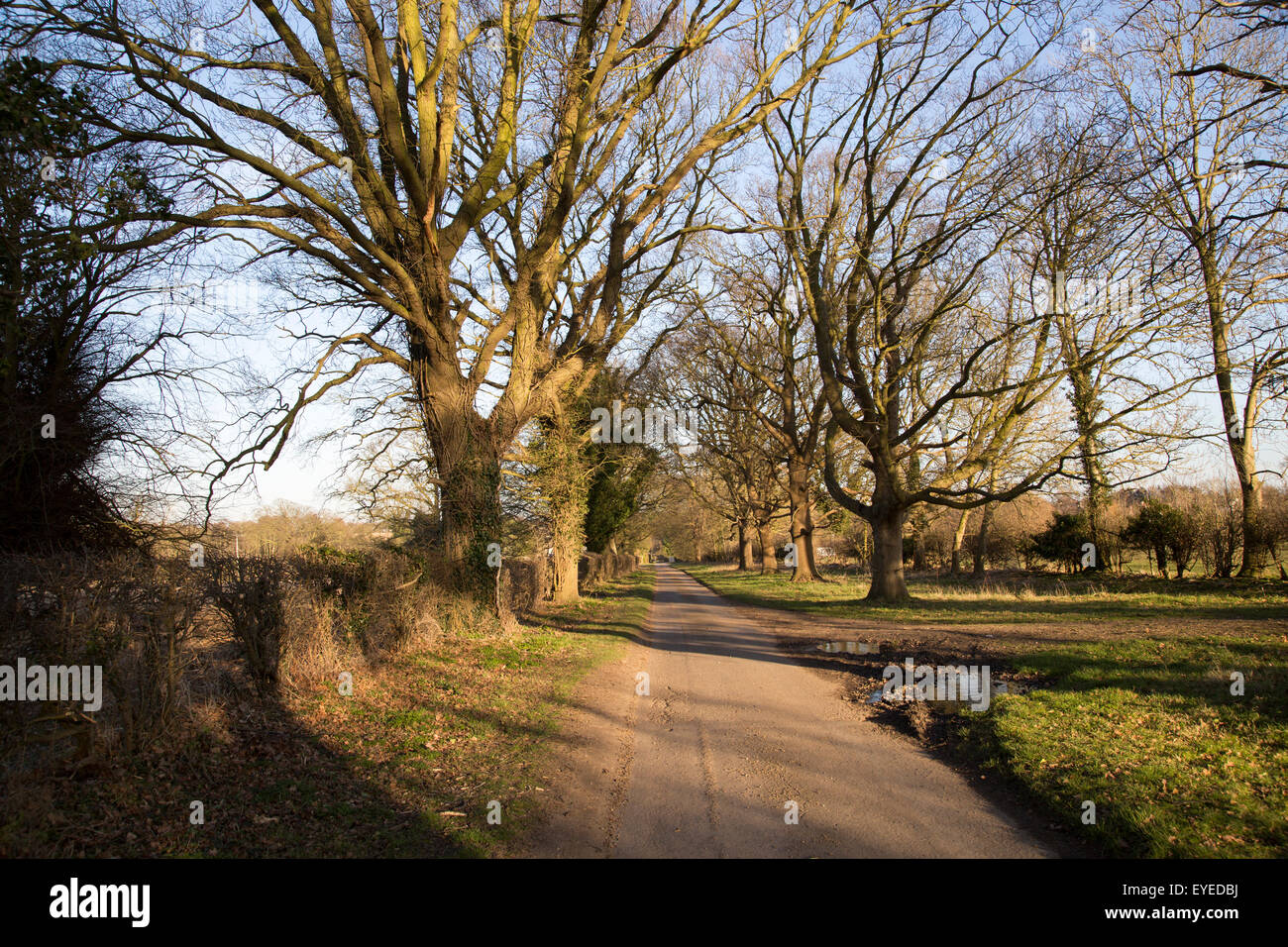 Paese tranquillo strada viale di alberi decidui in inverno, Sutton, Suffolk, Inghilterra, Regno Unito Foto Stock