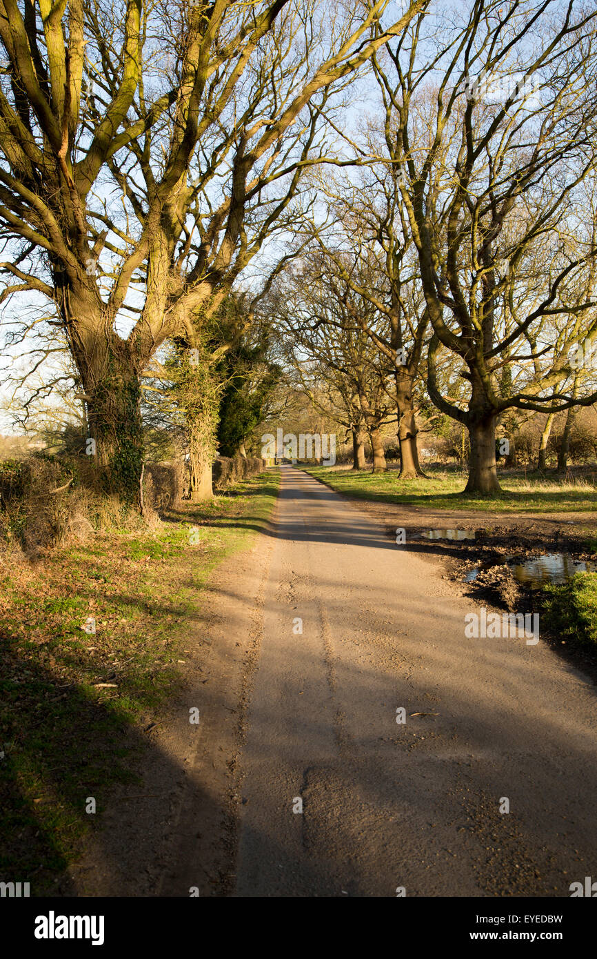 Paese tranquillo strada viale di alberi decidui in inverno, Sutton, Suffolk, Inghilterra, Regno Unito Foto Stock