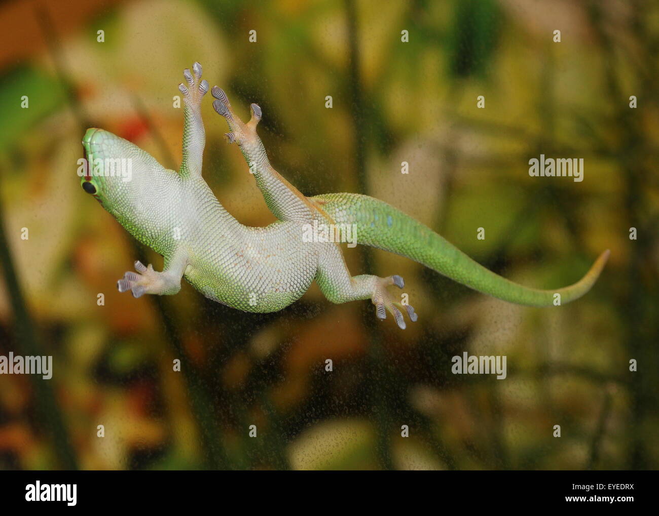 Green Madagascar giorno Gecko (Phelsuma madagascariensis) aggrappandosi ad una finestra di vetro con la sua appiccicosa piazzole di convergenza Foto Stock