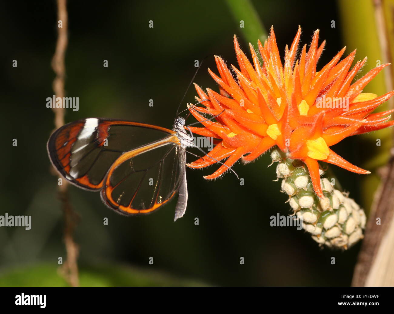 America centrale alato di vetro farfalla o Clearwing (Greta oto) alimentazione su un esotico fiore tropicale. Foto Stock