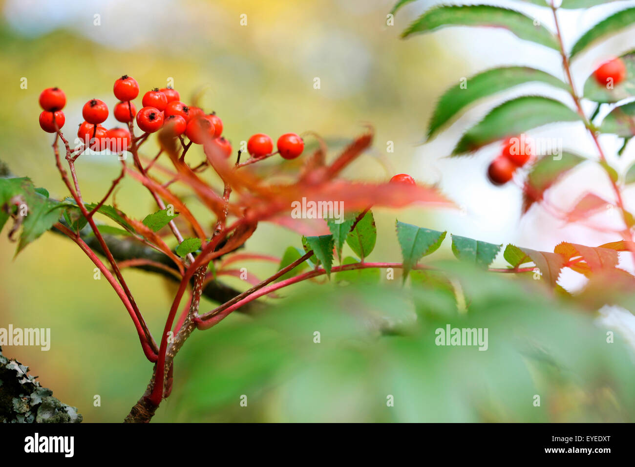 Bacche di colore arancione e cambiando il colore di foglia, la bella la rigenerazione di calore di autunno © Jane Ann Butler JABP Fotografia1288 Foto Stock