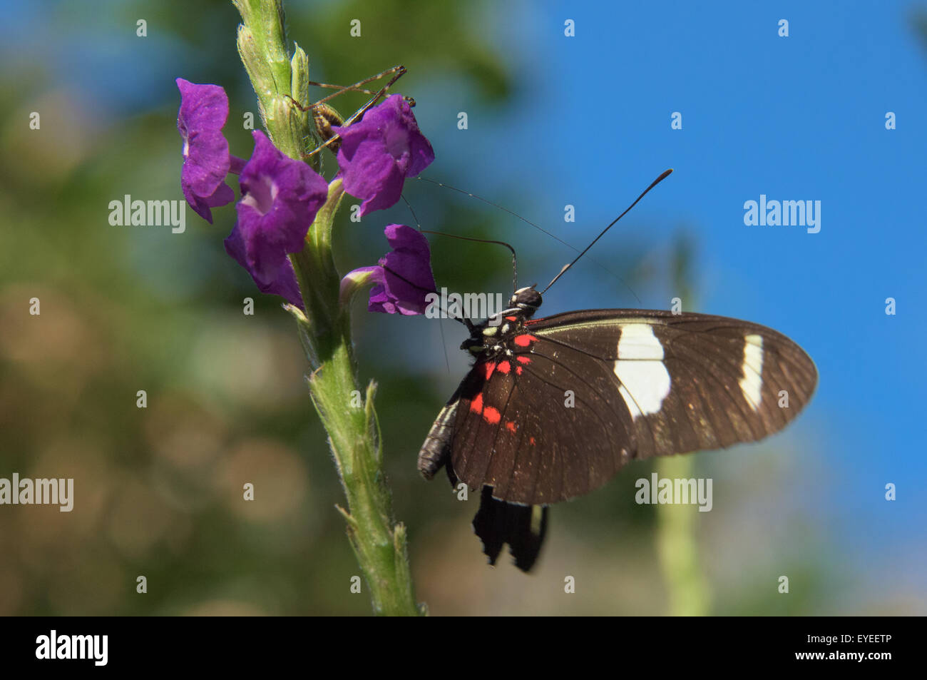 Sara Longwing (Heliconius sara), di Madre de Dios regione, Perù Foto Stock