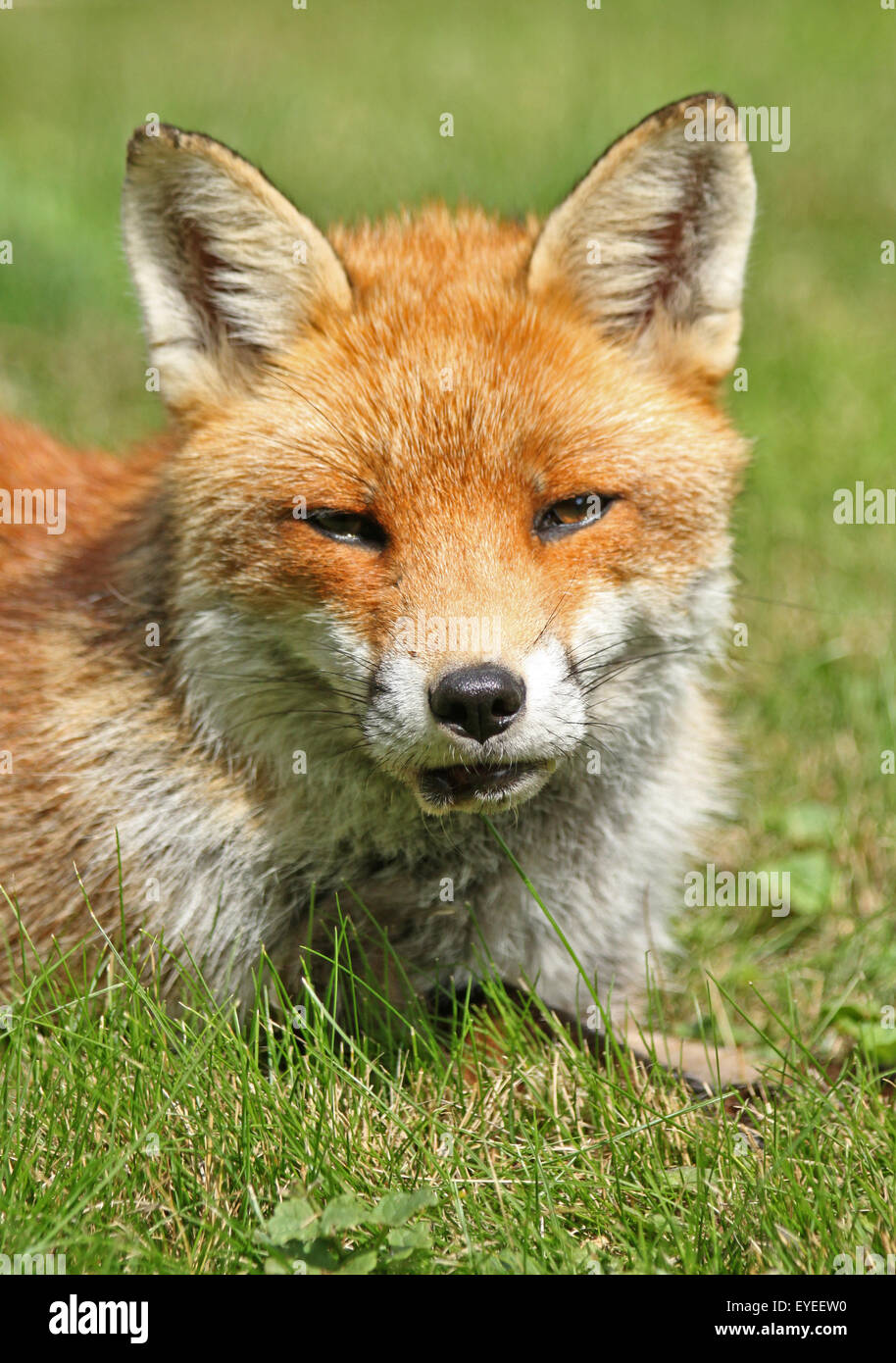 Fox, (Vulpus vulpus) Foto Stock