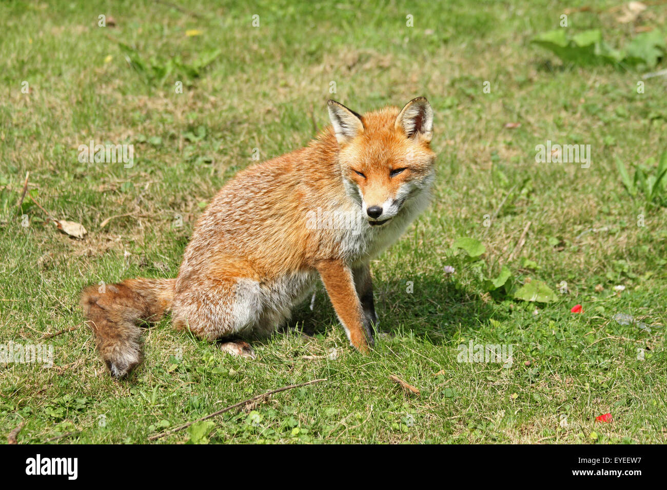 Fox, (Vulpus vulpus) Foto Stock