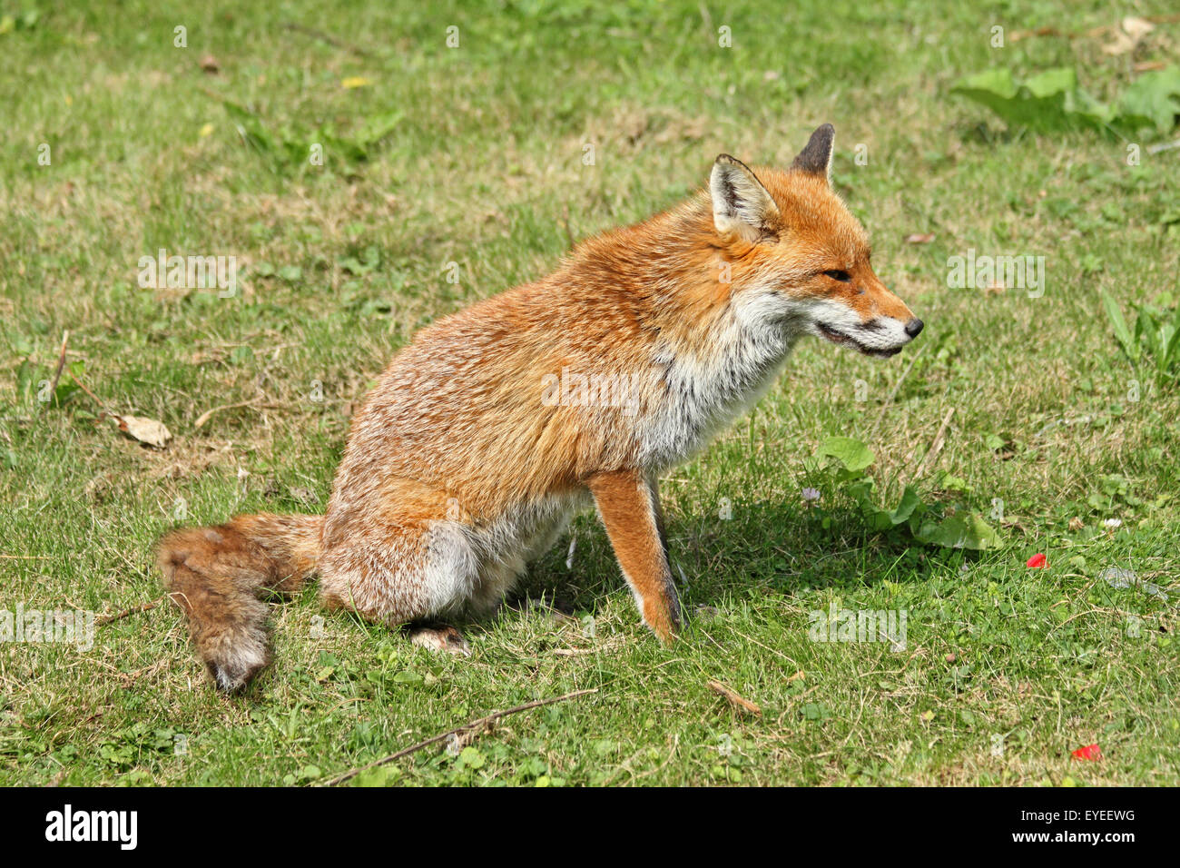 Fox, (Vulpus vulpus) Foto Stock