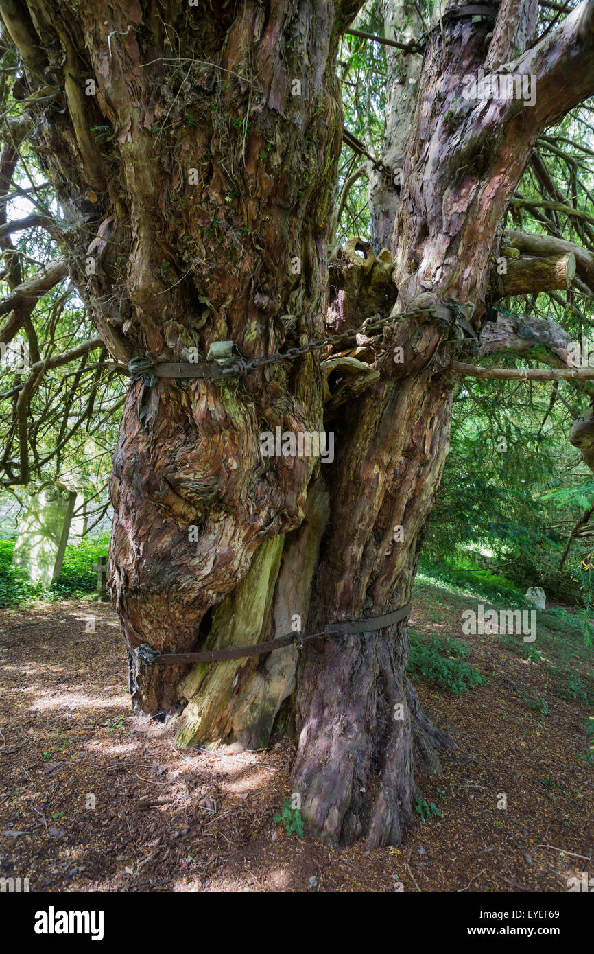 Antico comune Yew Tree (Taxus baccata) nel sagrato della chiesa di St Cuthbert's, Beltingham, Northumberland, Regno Unito Foto Stock