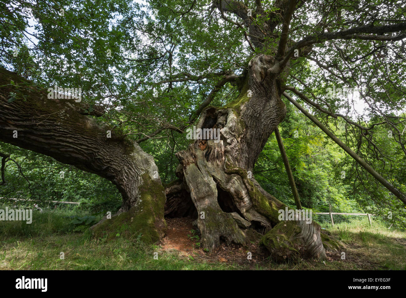 Cappone veterano di albero di quercia sessile (Quercus petraea) Jedburgh, Scozia Foto Stock
