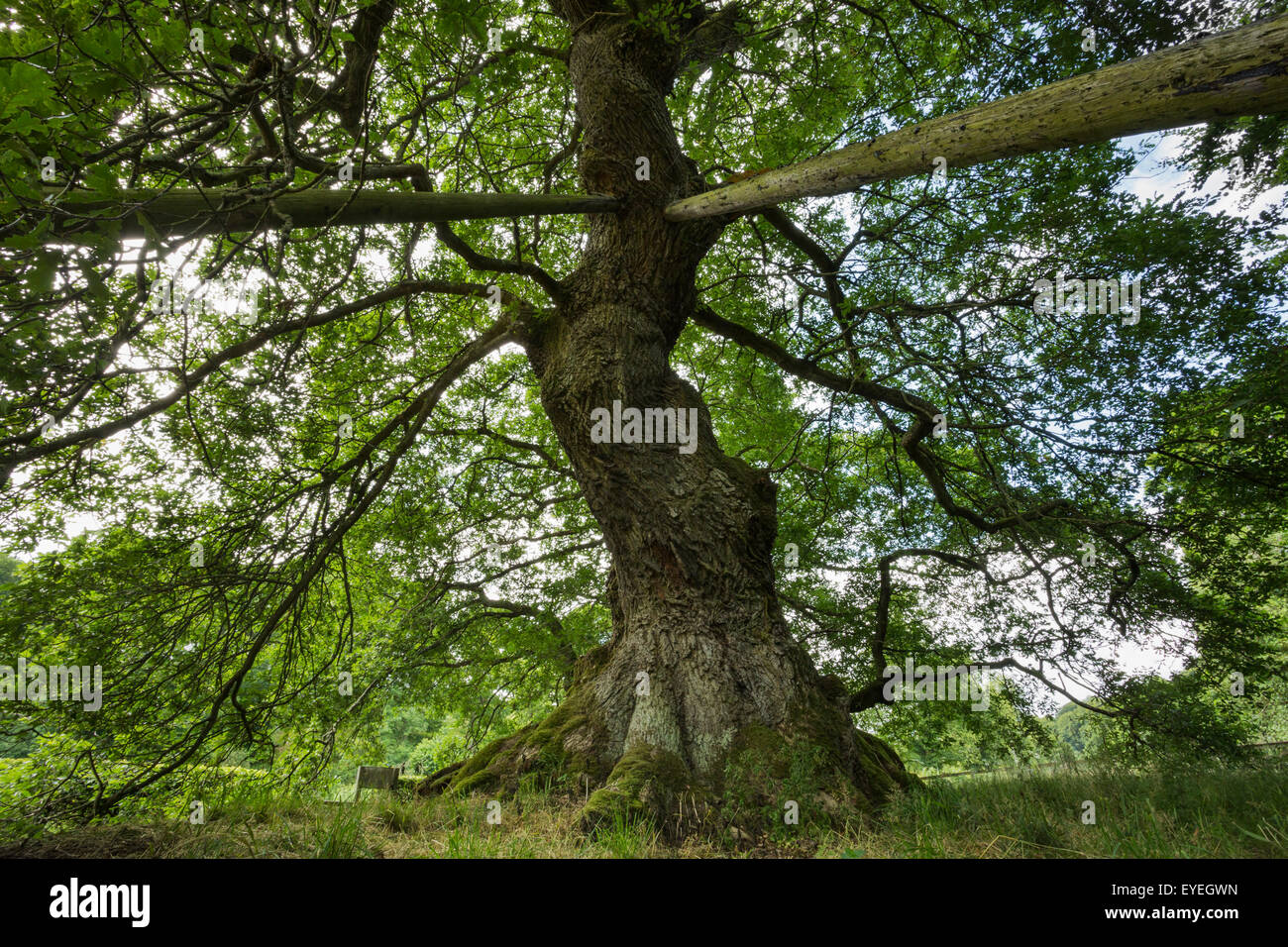 Cappone veterano di albero di quercia sessile (Quercus petraea) Jedburgh, Scozia Foto Stock