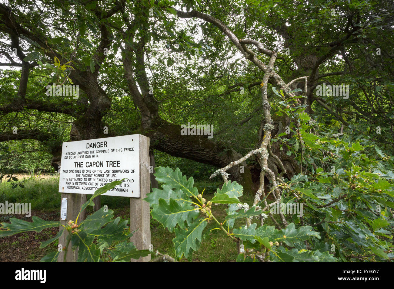 Cappone veterano di albero di quercia sessile (Quercus petraea) Jedburgh, Scozia Foto Stock