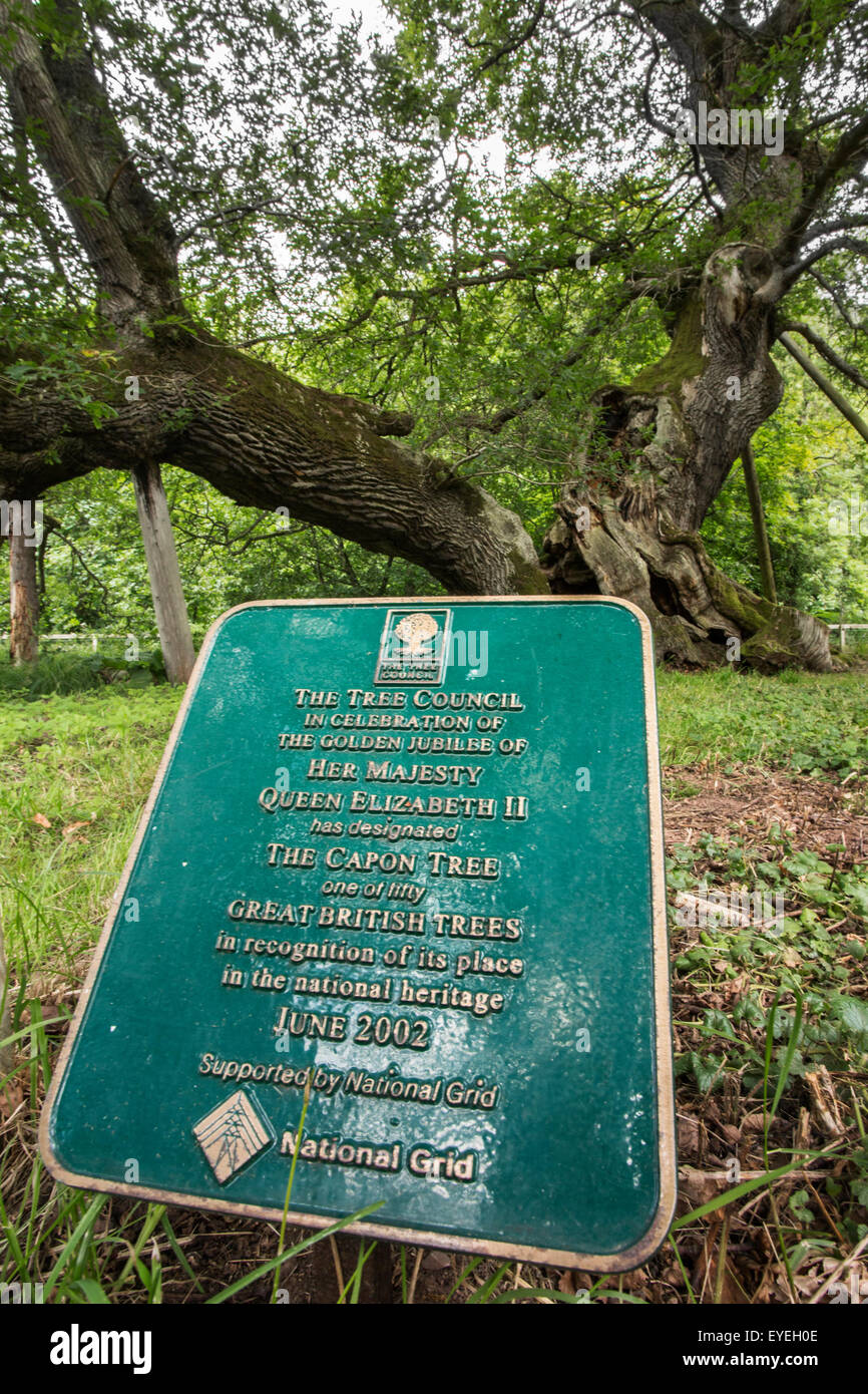 Cappone veterano di albero di quercia sessile (Quercus petraea), Jedburgh Scozia Scotland Foto Stock