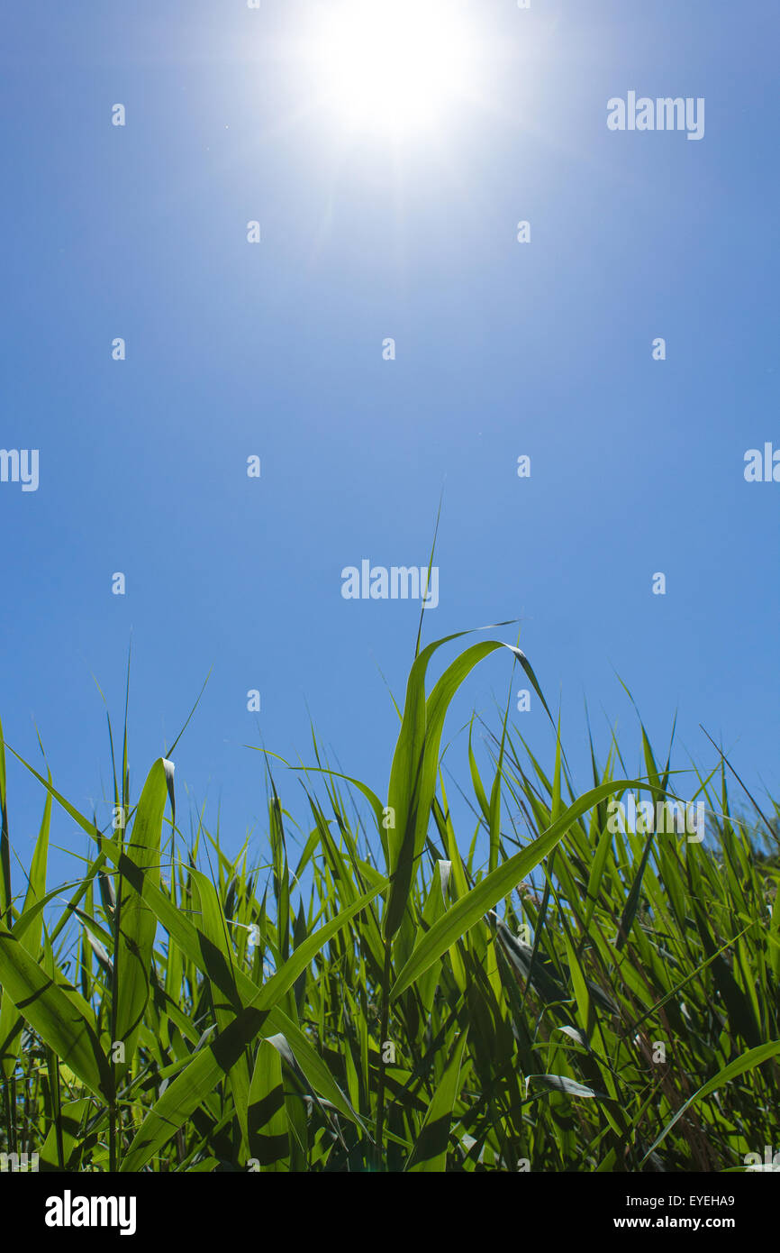 Verde campo reed, cielo azzurro e sole Foto Stock