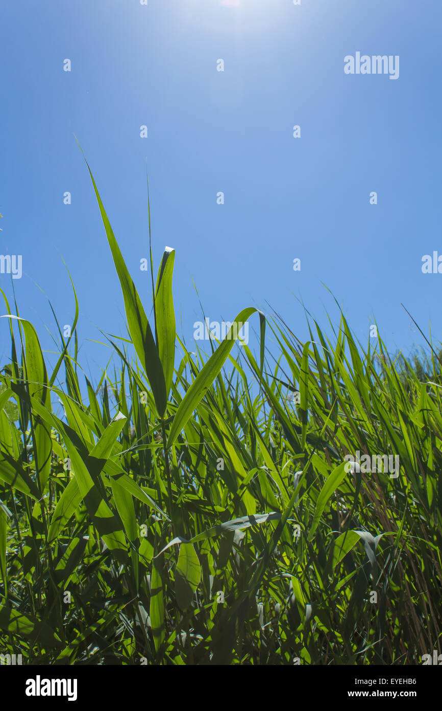 Verde campo reed, cielo azzurro e sole Foto Stock