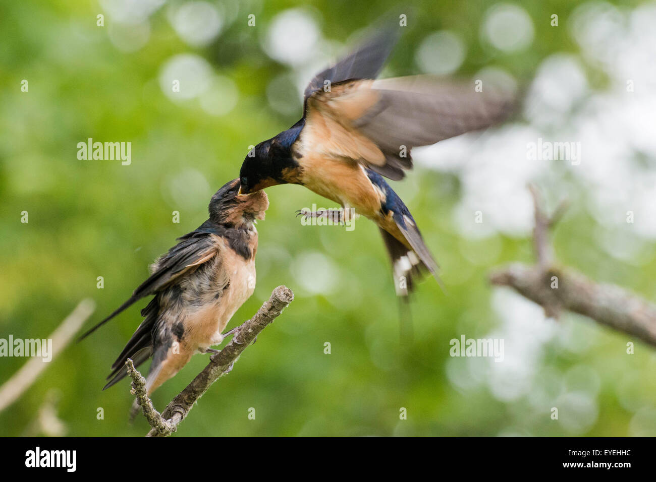 Un fienile swallow (Hirundo rustica) vola in e alimenta un uccellino. Foto Stock