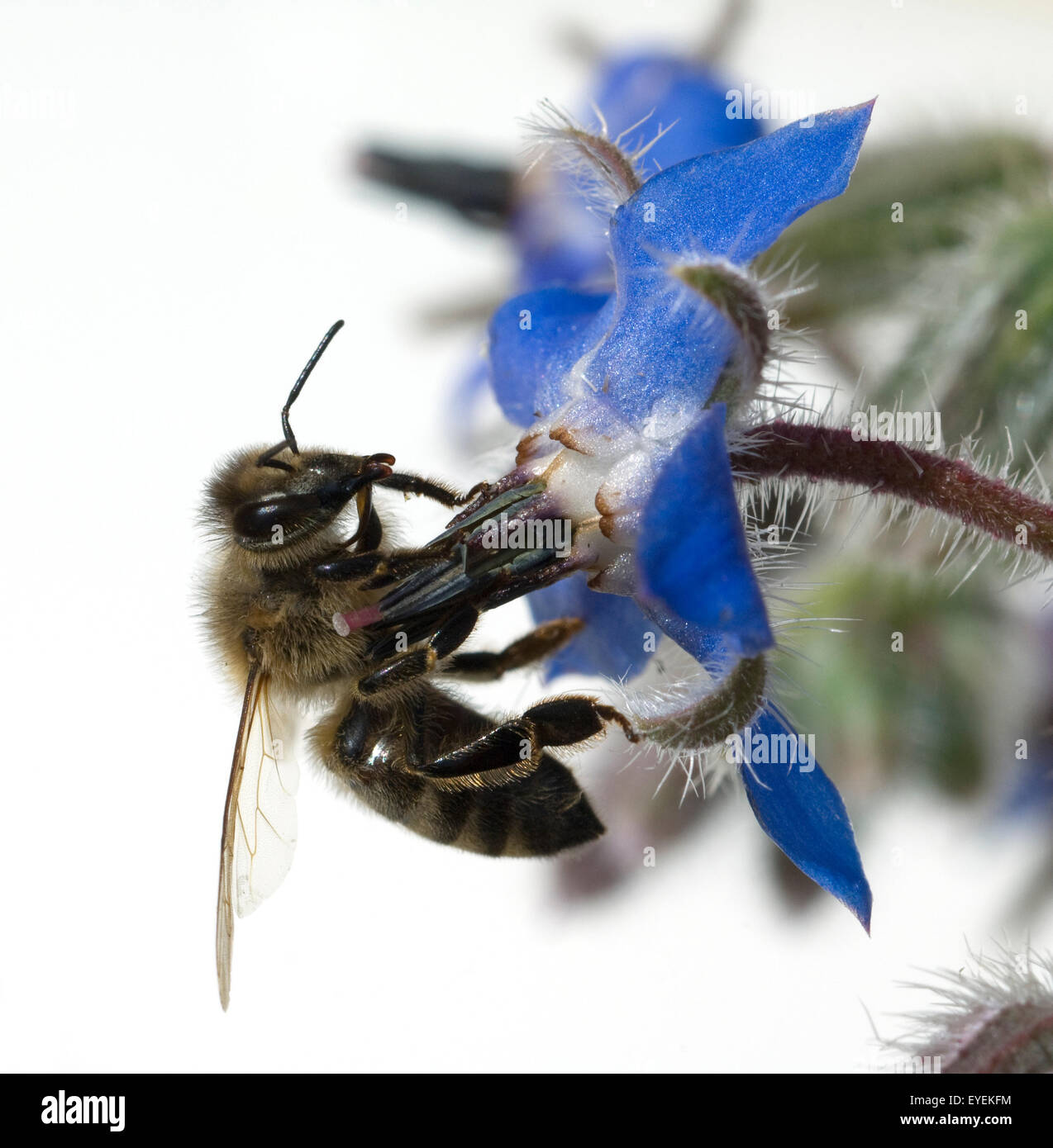 Biene; Anflug; Borretschbluete; Borretsch; borragine Foto Stock