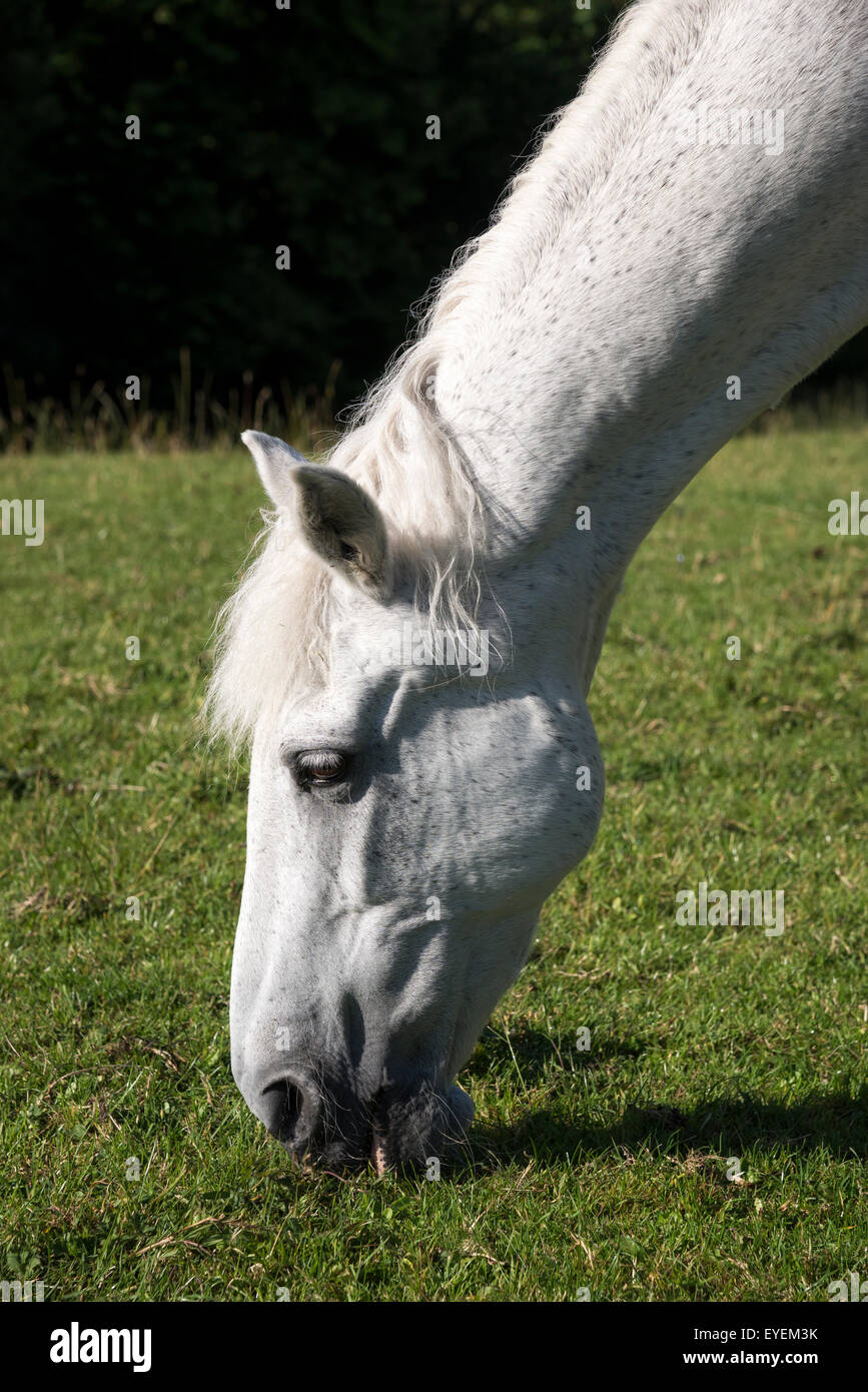 Pony grigio con la testa in giù, mangiare erba in un campo estivo. Foto Stock
