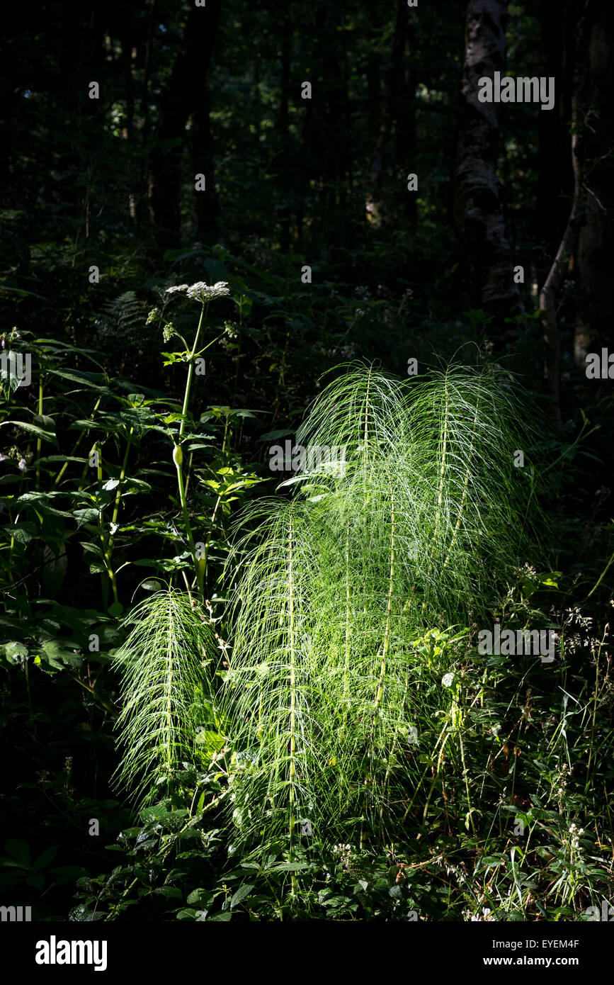 Coda di cavallo che crescono in un bosco inglese. Forte contrasto di illuminazione. Foto Stock