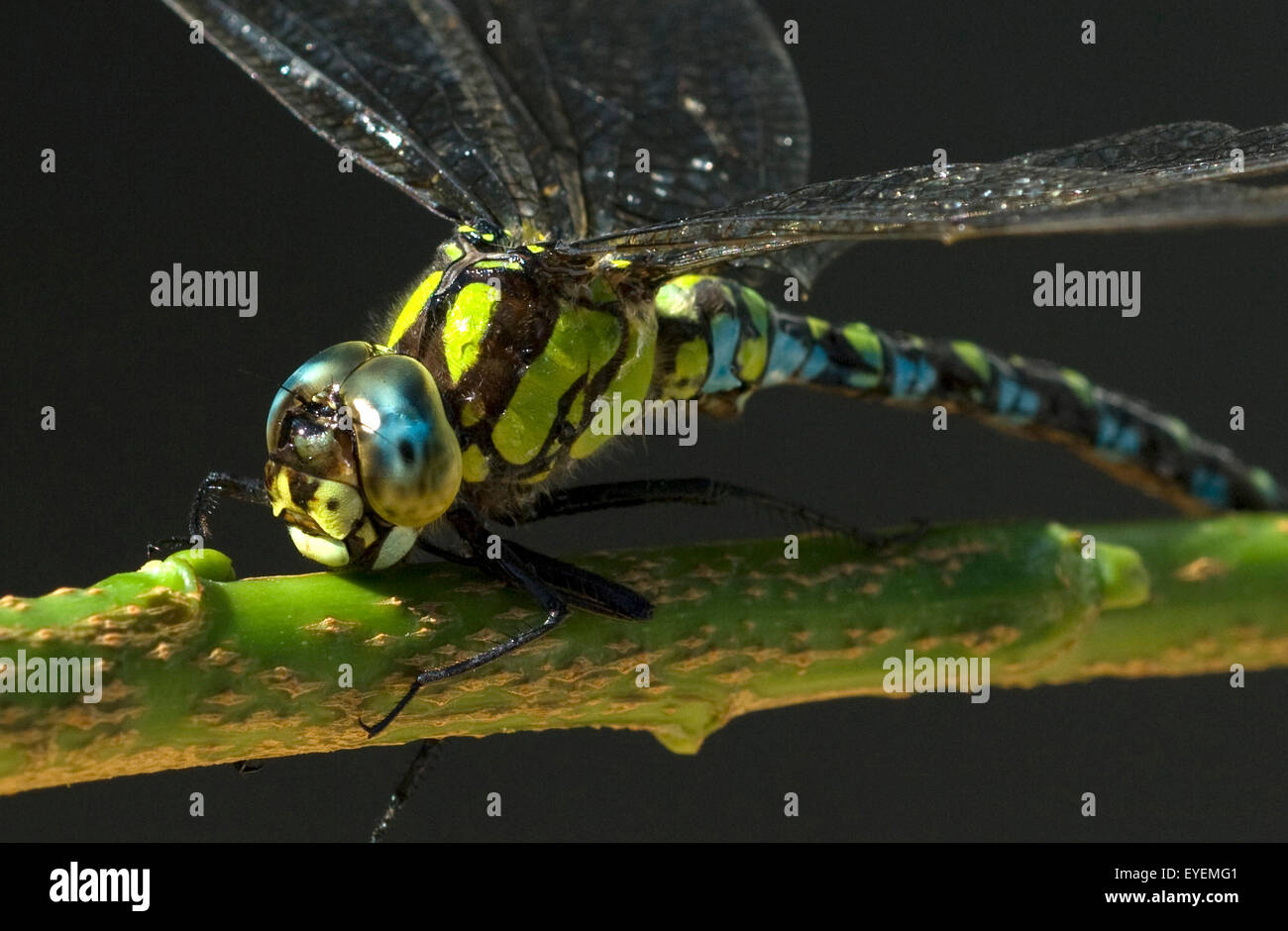 Blaugruene Mosaikjungfer, Aeshna cyanea, Foto Stock