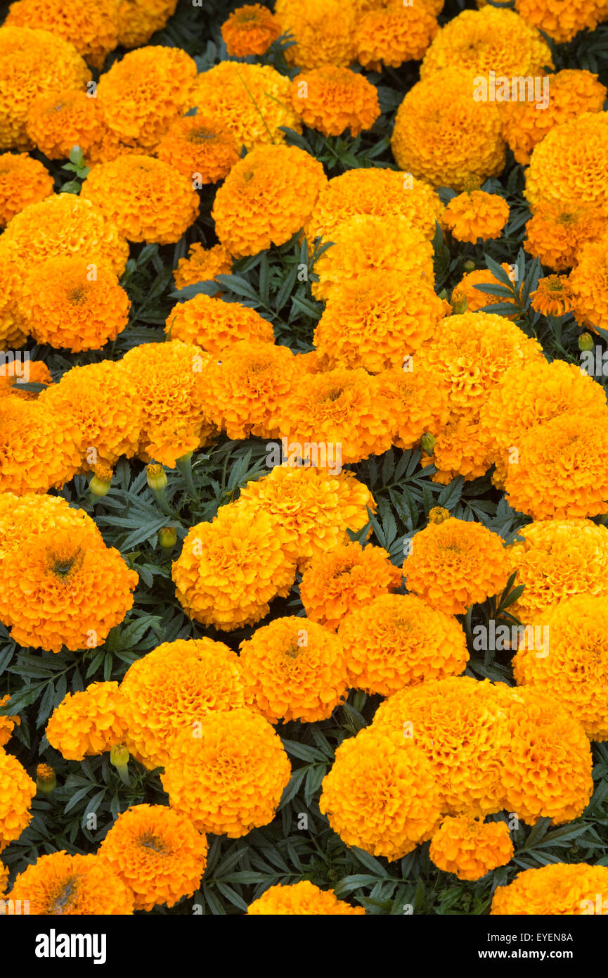 Tagetes erecta. Tagete American ghirlanda di fiori d'Arancio Foto Stock