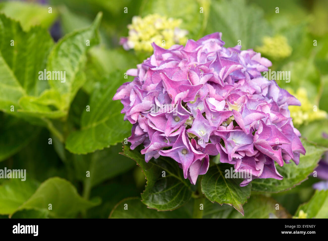 Ortensie Foto Stock