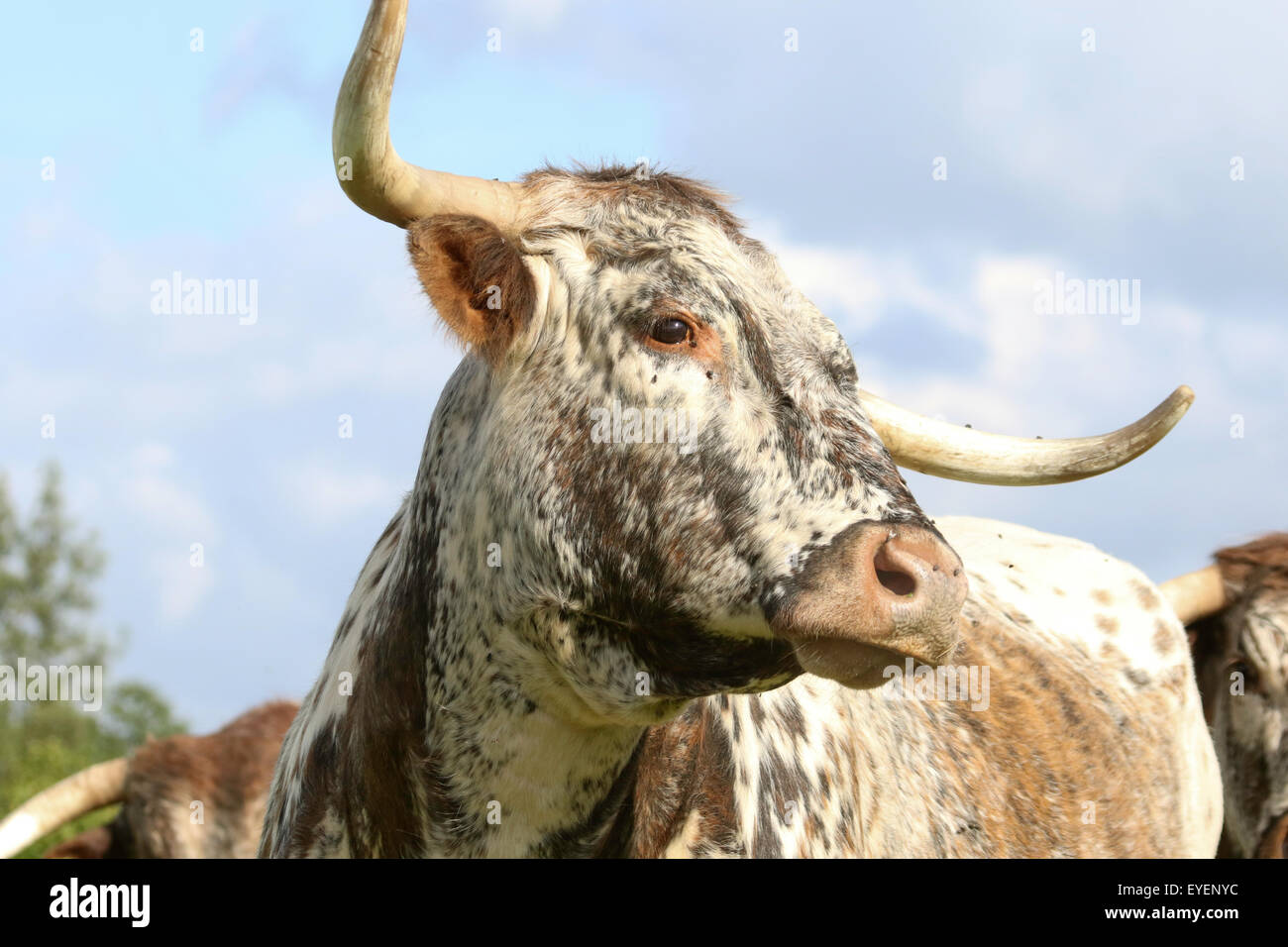 Inglese Longhorn Cow Foto Stock