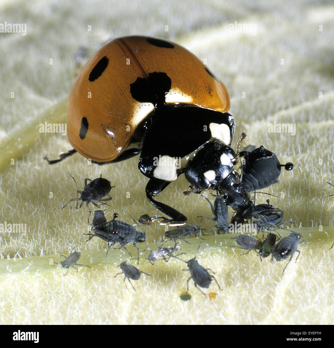 Marienkaefer, Coccinella, semptempunctata beim Fressen von Blattlaeusen, Foto Stock