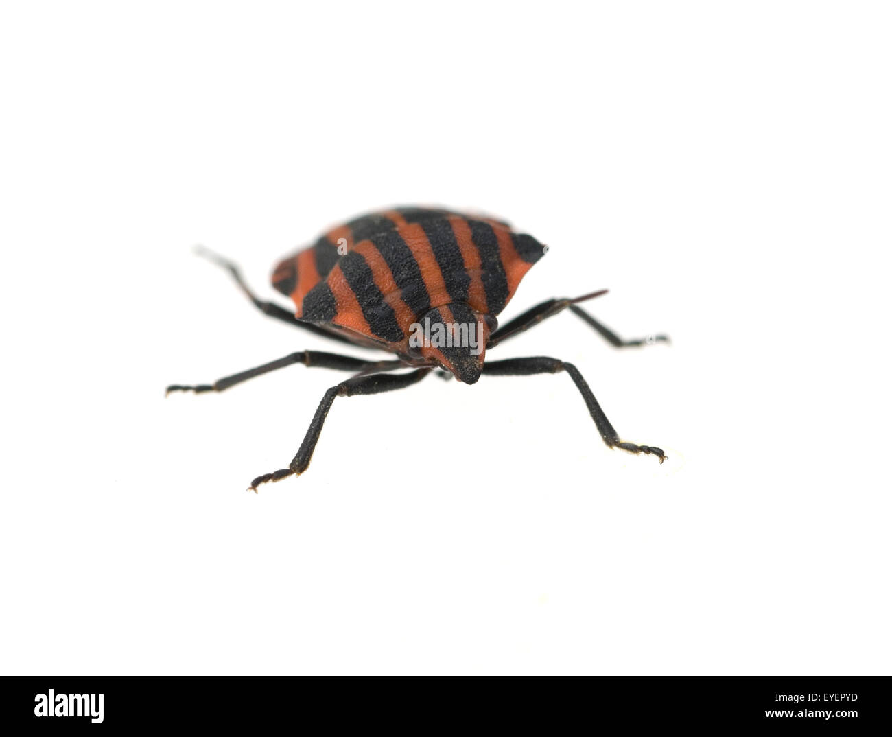 Streifenwanze; Graphosoma lineatum,; Foto Stock