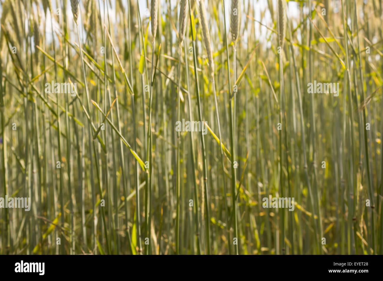 Sullo sfondo della natura - Campo di grano vicino fino Foto Stock