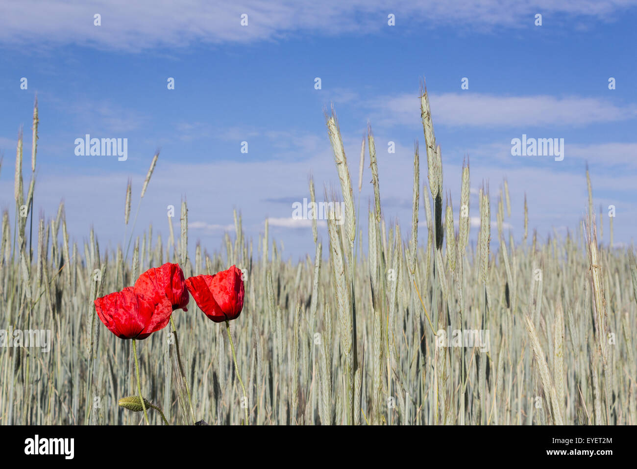 Papaveri rossi. papavero rosso fiore nel campo di grano del paesaggio Foto Stock