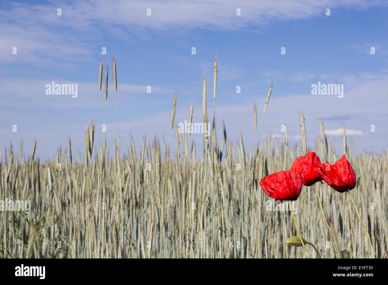 Papaveri rossi. papavero rosso fiore nel campo di grano del paesaggio Foto Stock