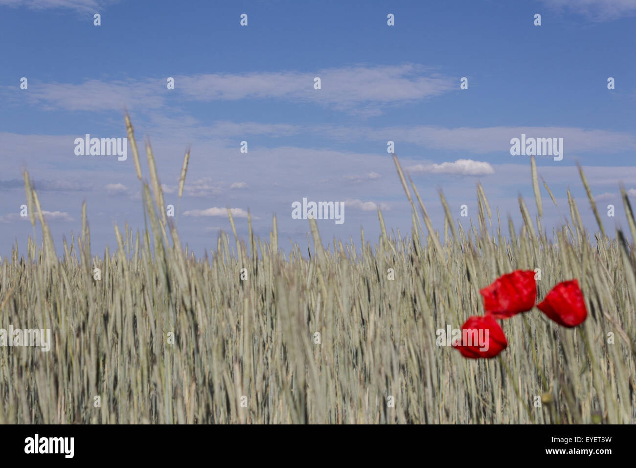 Papaveri rossi. papavero rosso fiore nel campo di grano del paesaggio Foto Stock
