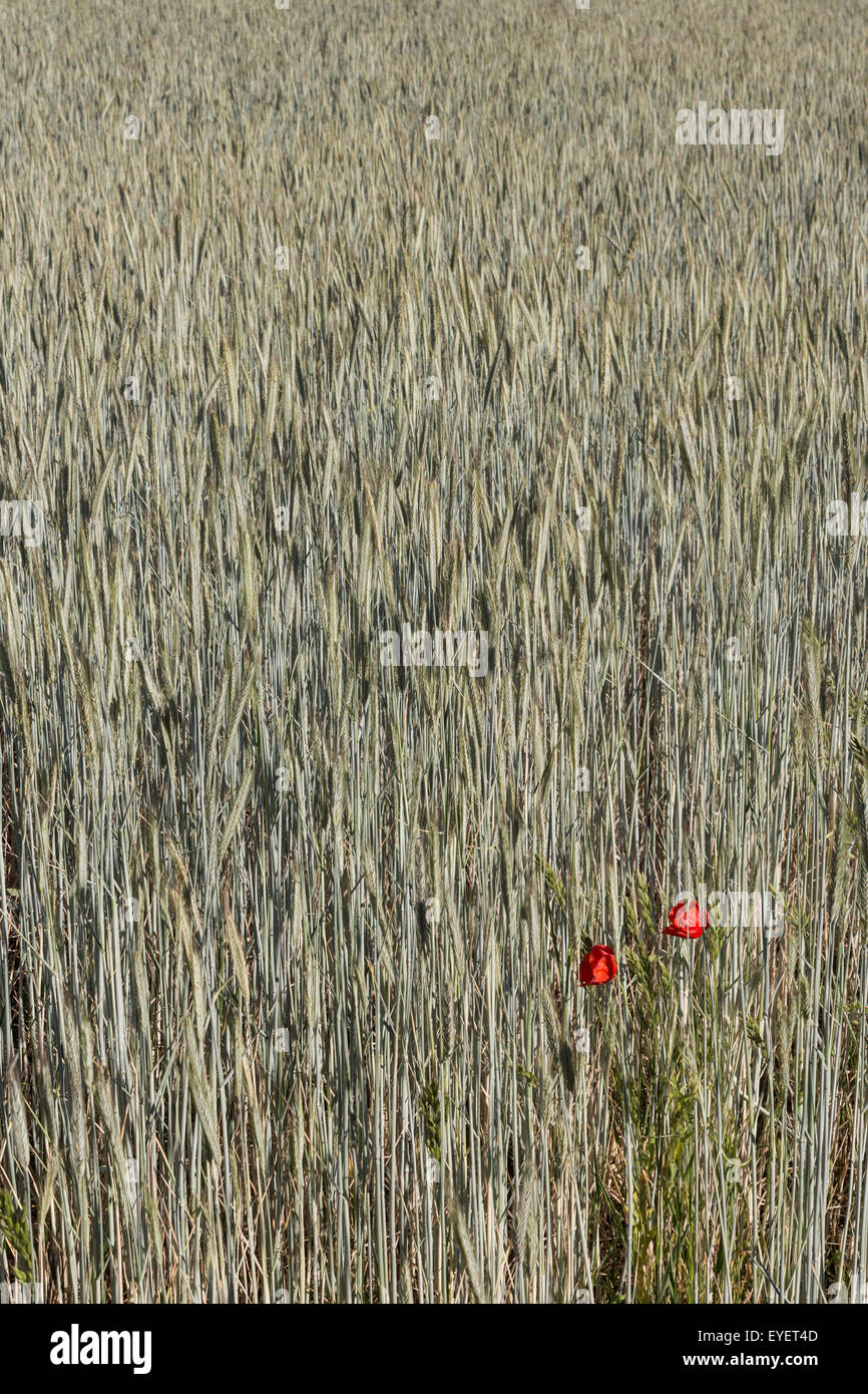 Campo di grano e fiori di papavero -papaveri, cereali Foto Stock