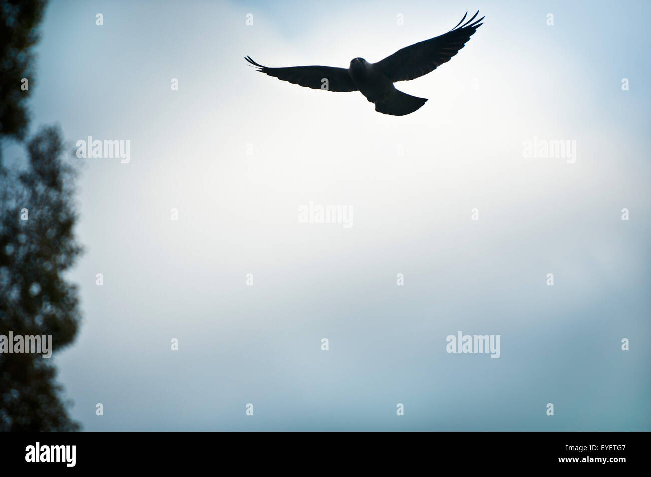 Crow volando da un albero Foto Stock