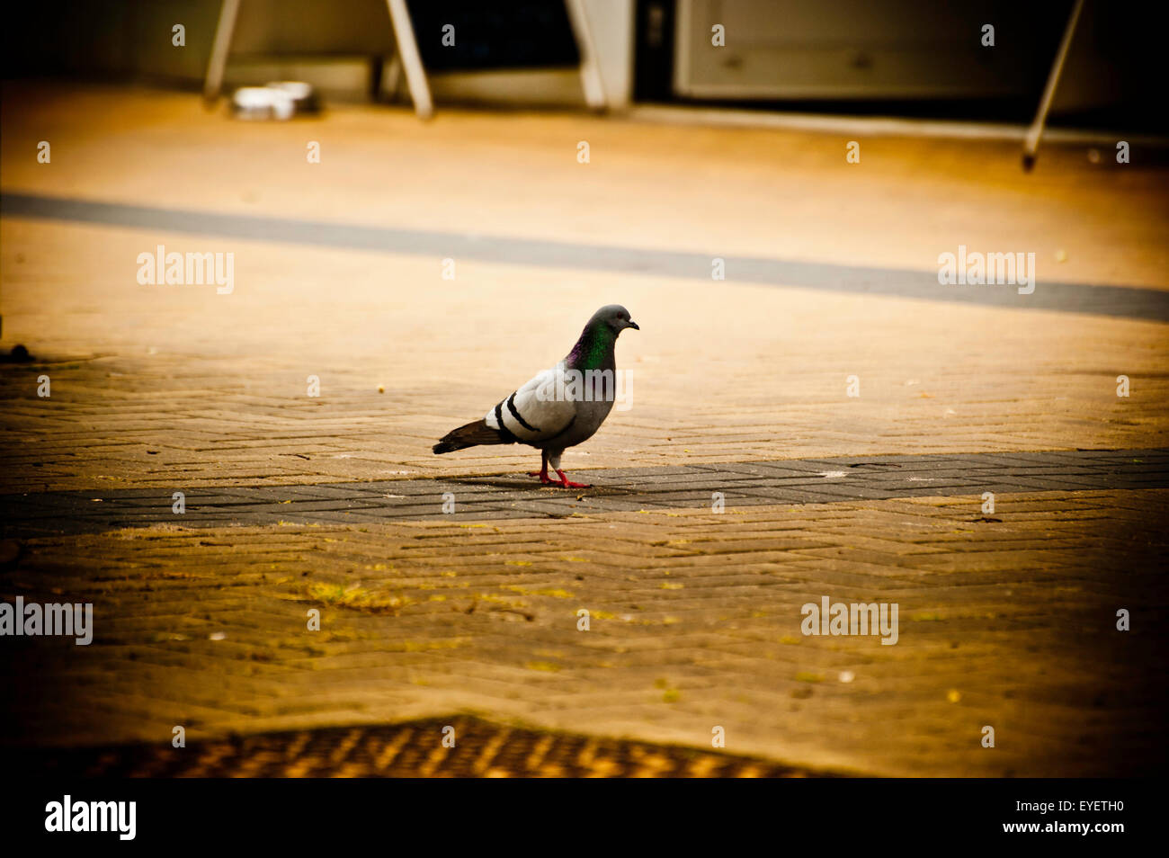 Feral pigeon permanente sulla strada Foto Stock