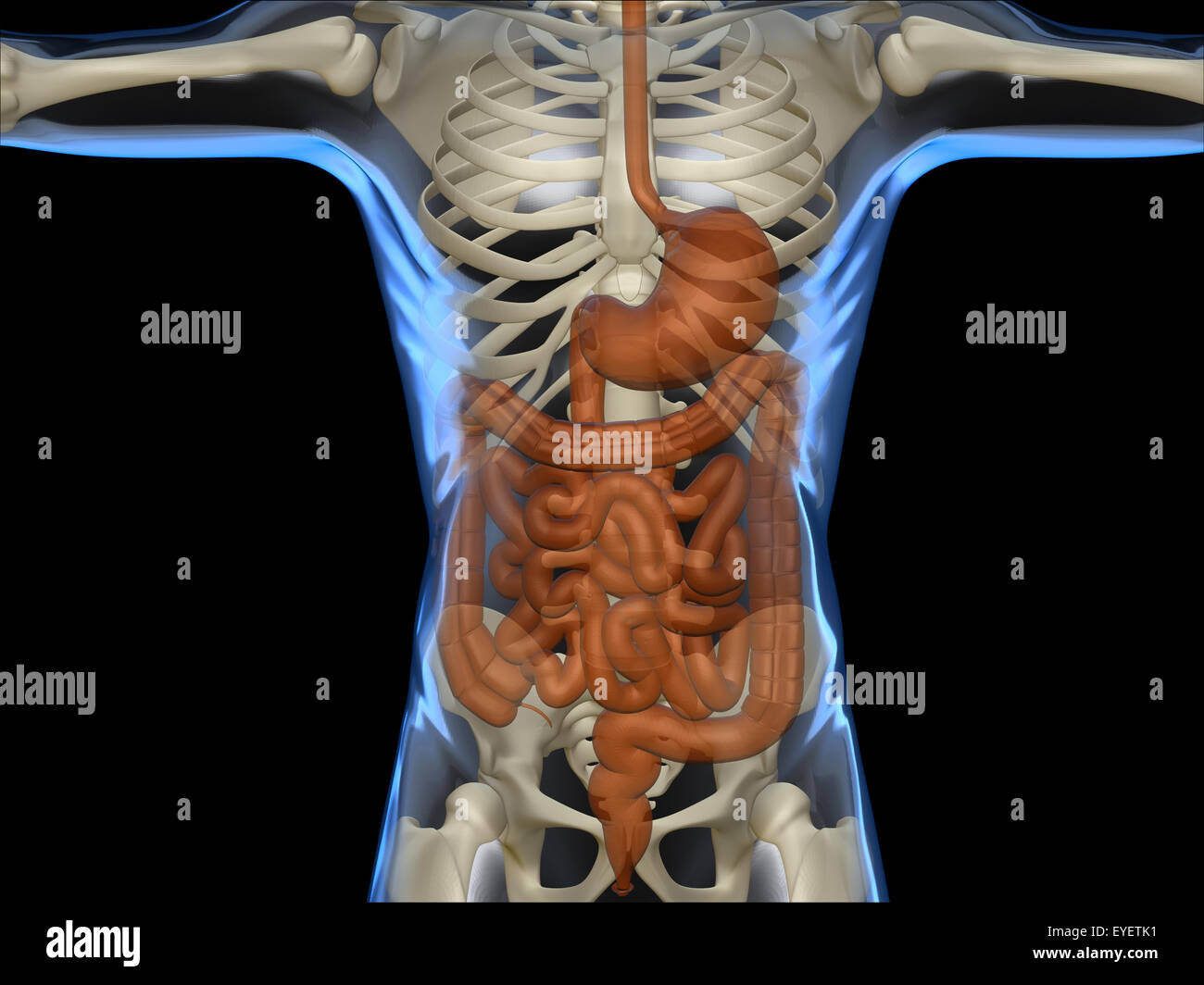 Raggi X di un corpo umano con il sistema digestivo e lo scheletro Foto Stock