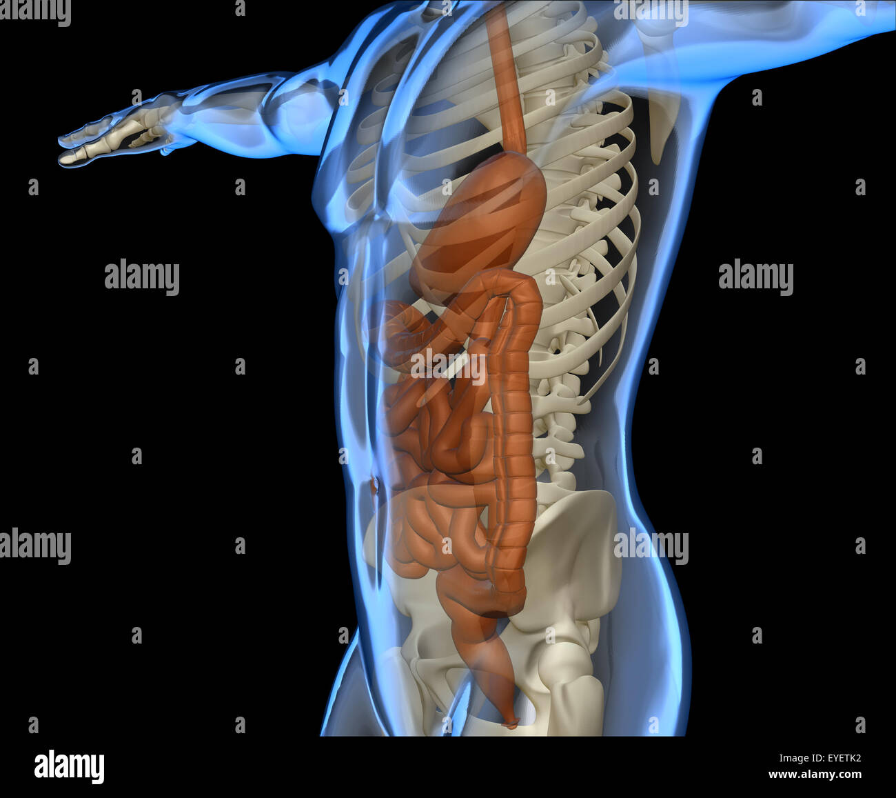 Raggi X di un corpo umano con il sistema digestivo e lo scheletro Foto Stock