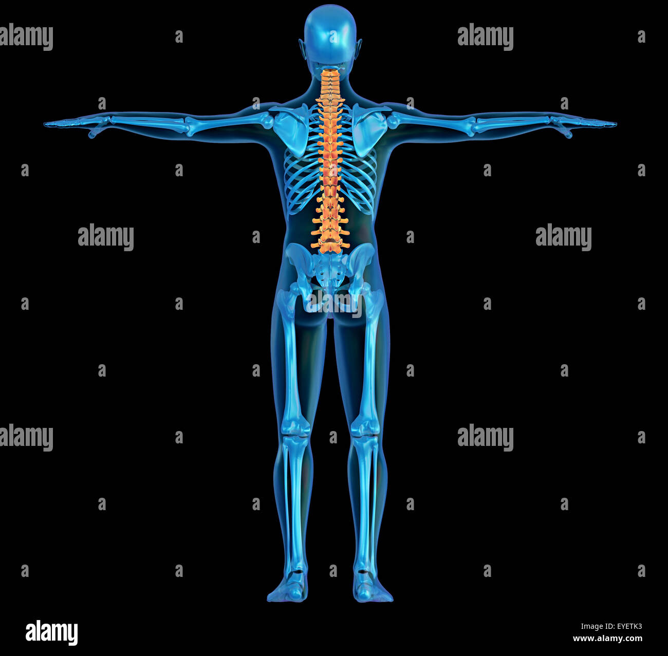 Vista posteriore di raggi x di un corpo umano e lo scheletro con colonna vertebrale evidenziata Foto Stock