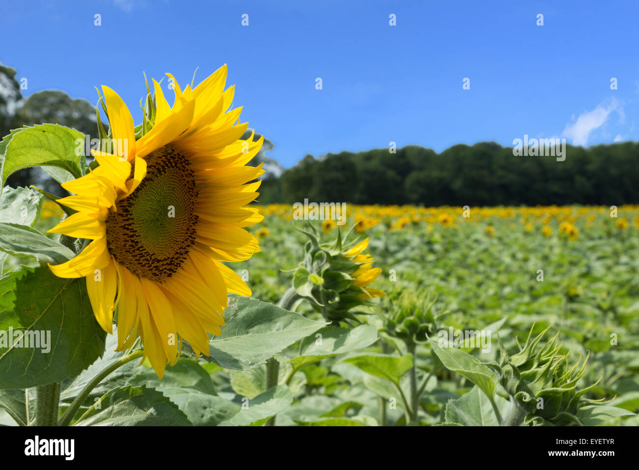 Campo di girasole, girasoli e cielo blu Foto Stock