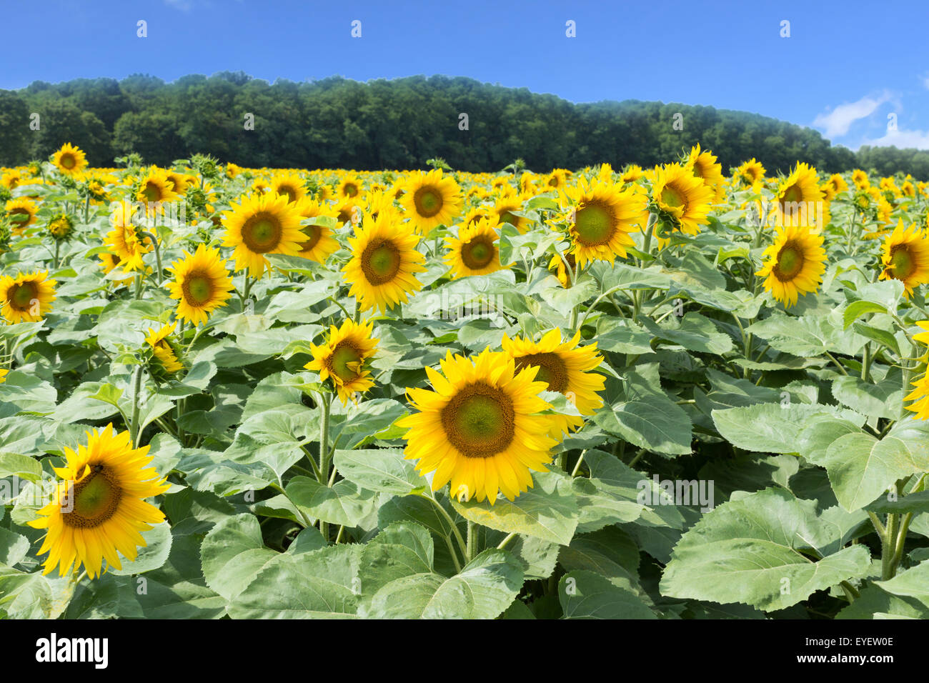 Campo di girasole, girasoli e cielo blu Foto Stock