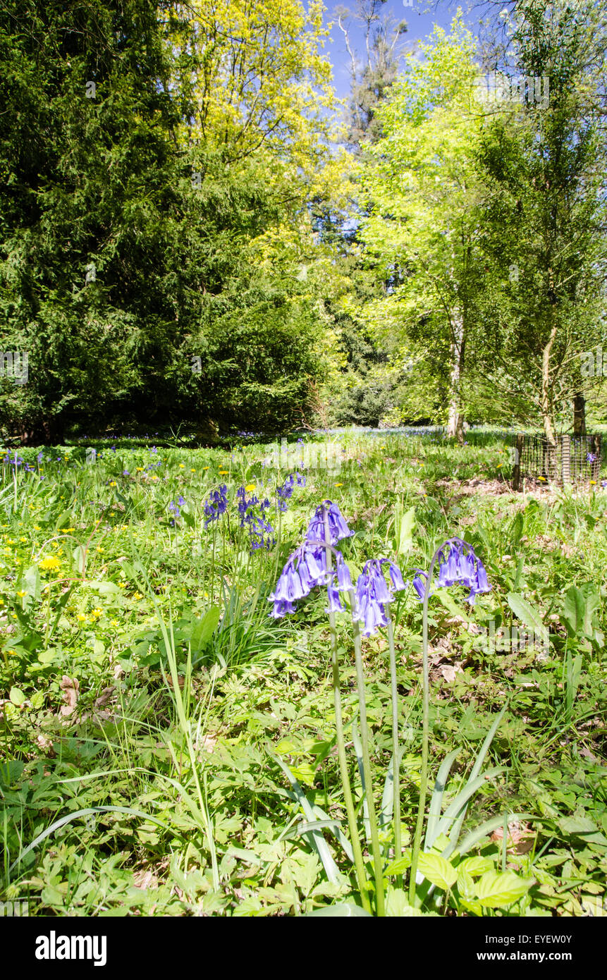 Bluebells (hyacinthoides non scripta) e la scena del bosco a Sunshine, in Gloucestershire Foto Stock