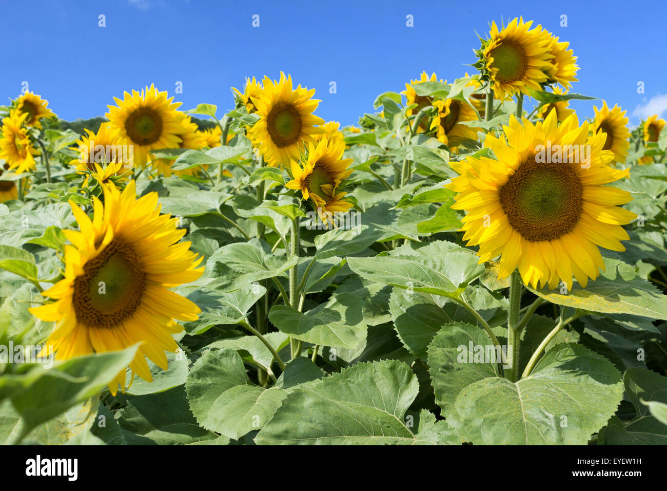 Campo di girasole, girasoli e cielo blu Foto Stock