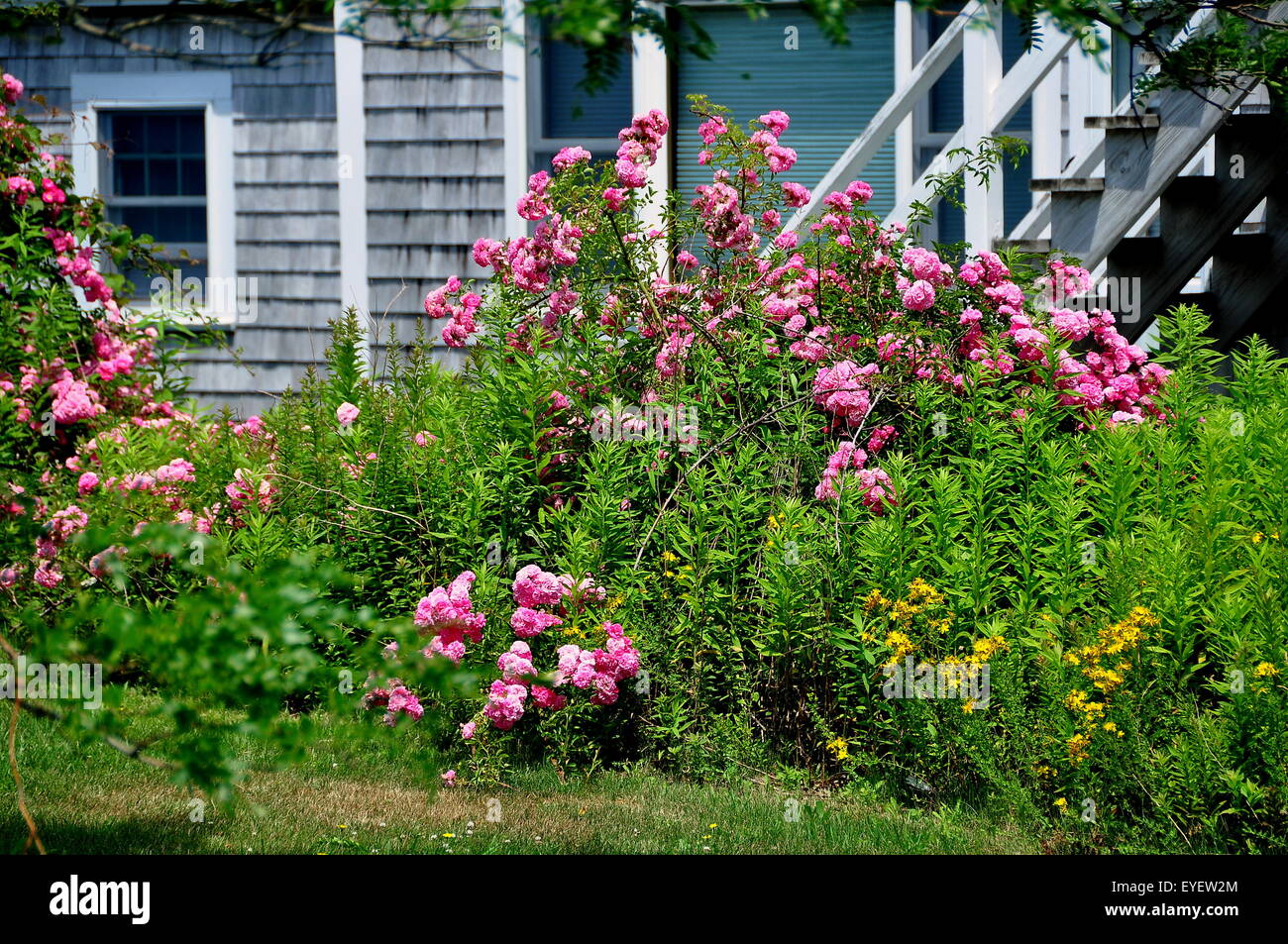 Chatham, Massachusetts: tumuli di rose rosa spill over un recinto accanto a Cape Cod home vicino alla luce di Chatham Foto Stock