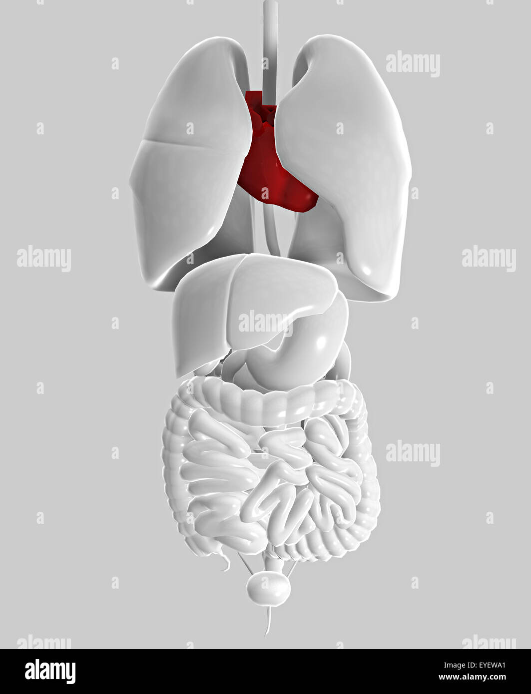 Intestino polmoni cuore corpo umano donna Foto Stock