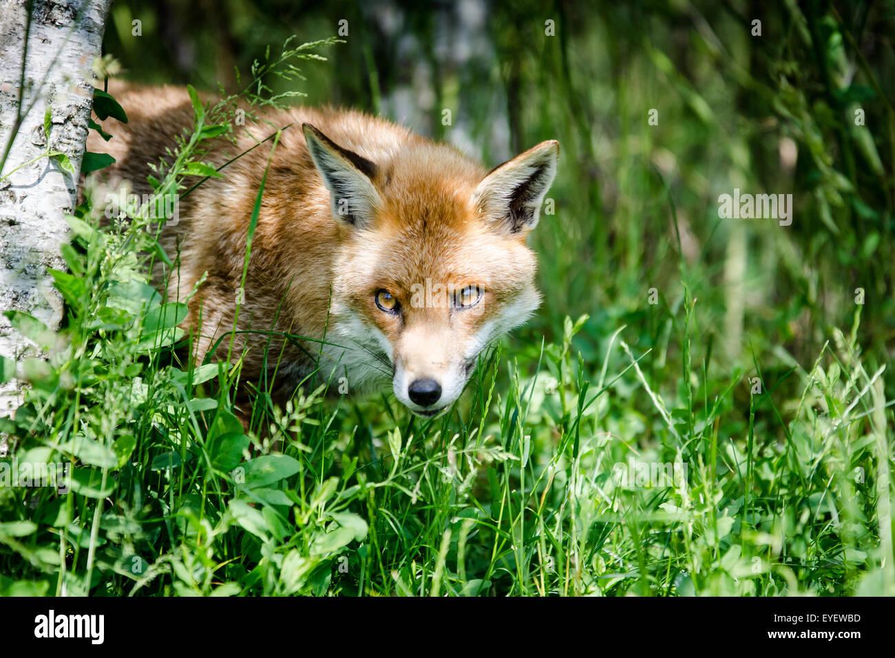 Unione volpe (Vulpes vulpes) seduta in campo, UK. Foto Stock