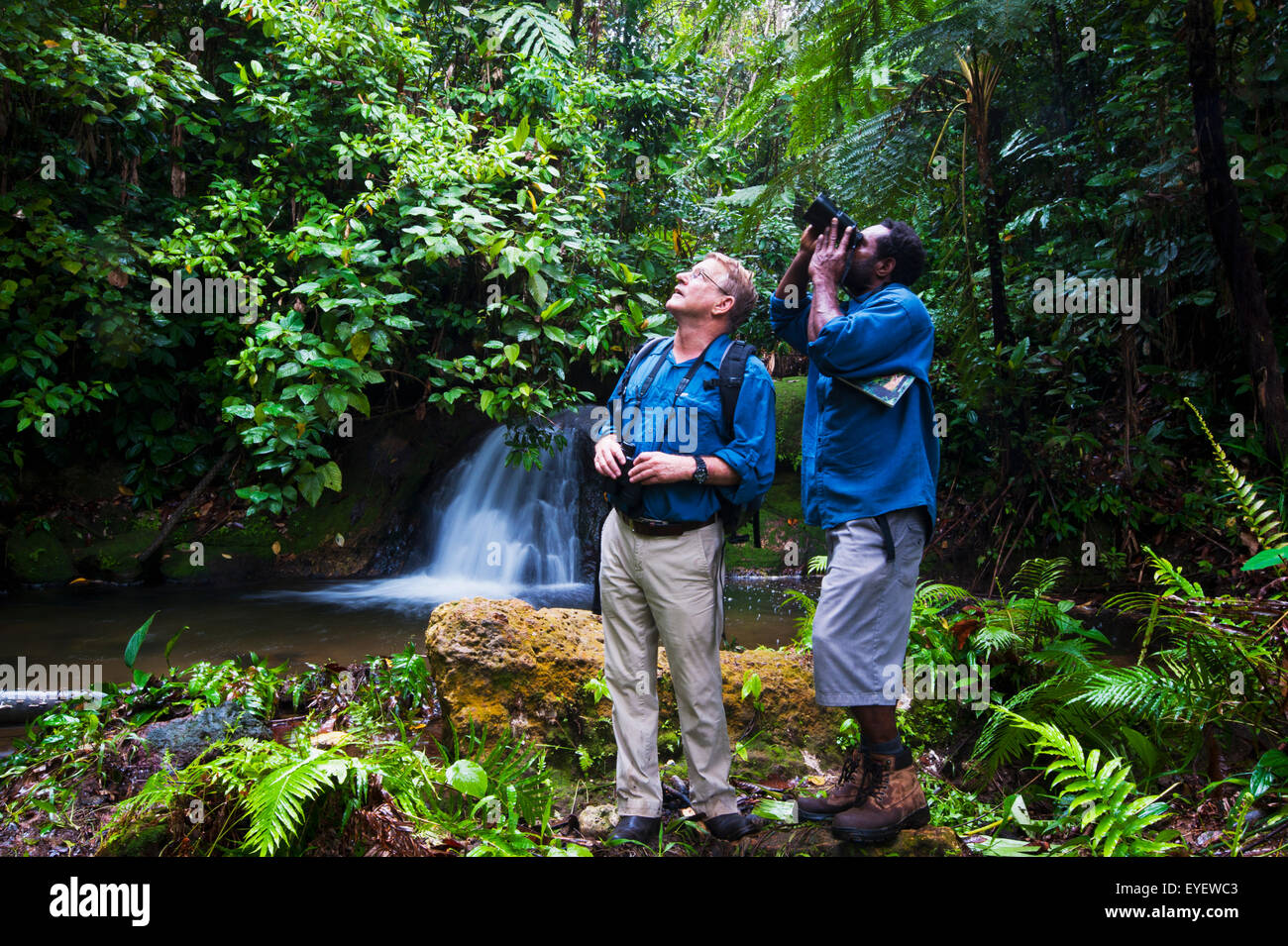 Bird watching; West New Britain, Papua Nuova Bretagna Foto Stock