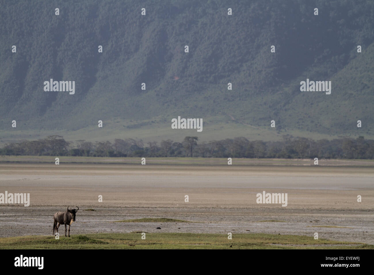 Lone Gnu maschio in piedi su un tumulo nel cratere Ngorogoro. Foto Stock